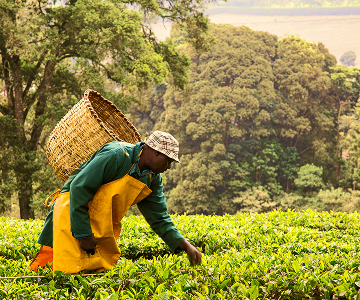 Agriculture: From Farm to Global Markets
